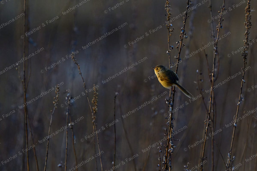 Small long-tailed songbird among dry winter forbs, backlit at sunrise.