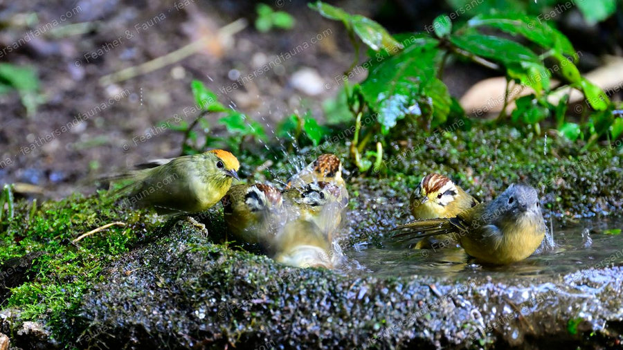 Several small songbirds including a yellow Golden Babbler bathing in a mossy forest pool.