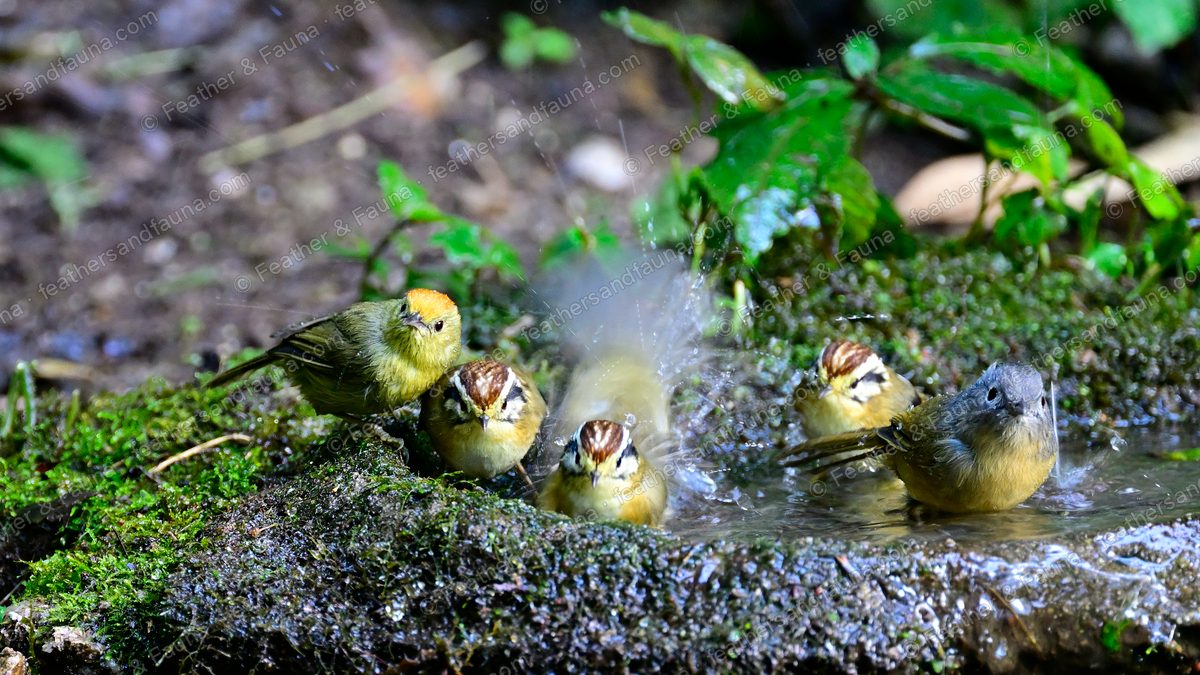 A mixed group of small songbirds bathing in a mossy forest pool, water flying.