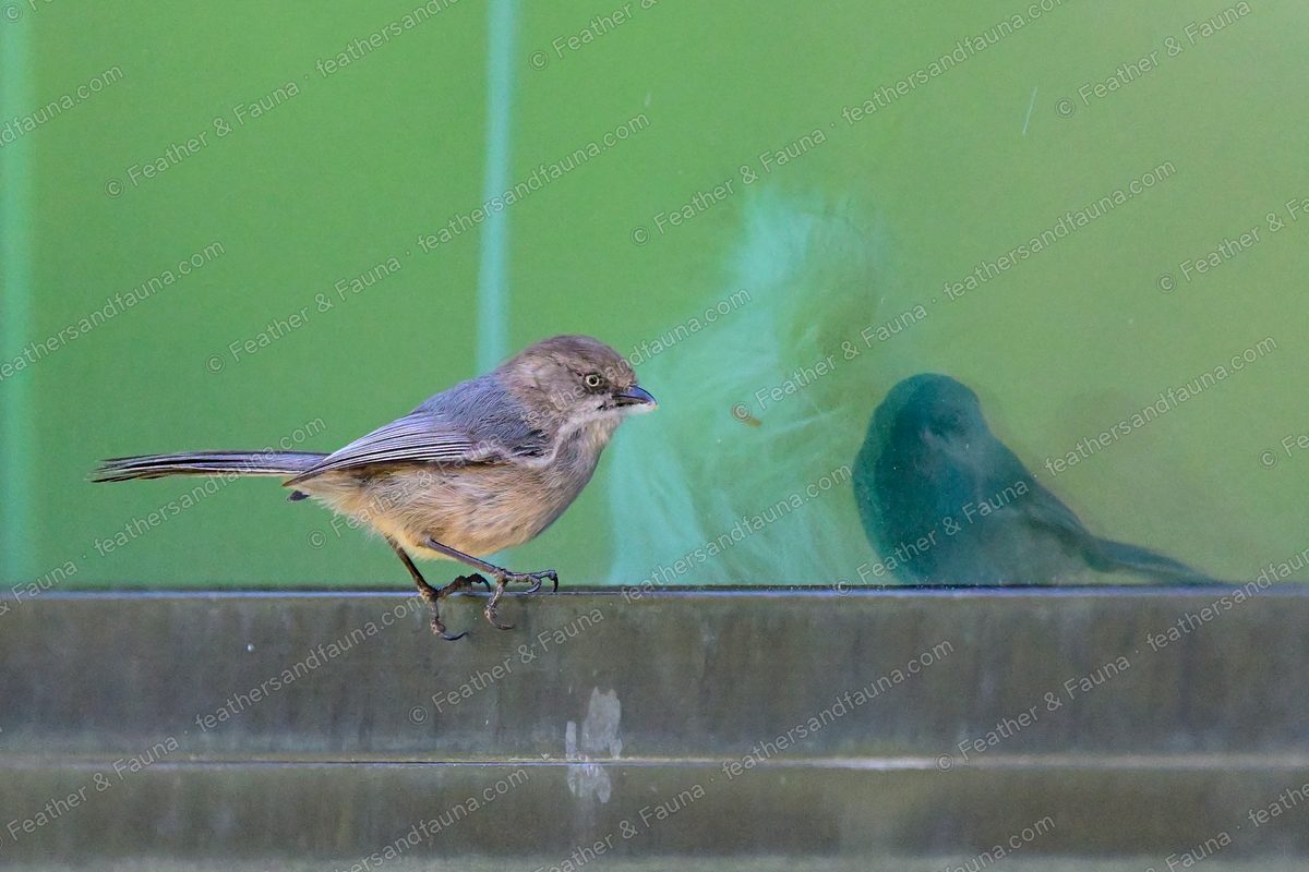 Sooty Bushtit, small and buff-brown with a long tail, on a painted rail.