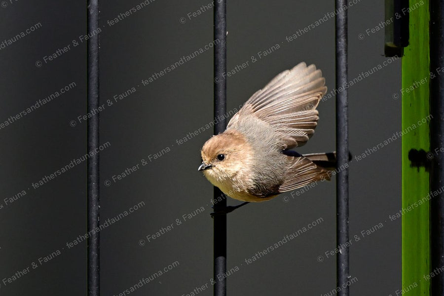 Sooty Bushtit flying off a rail with wings spread and long tail trailing.