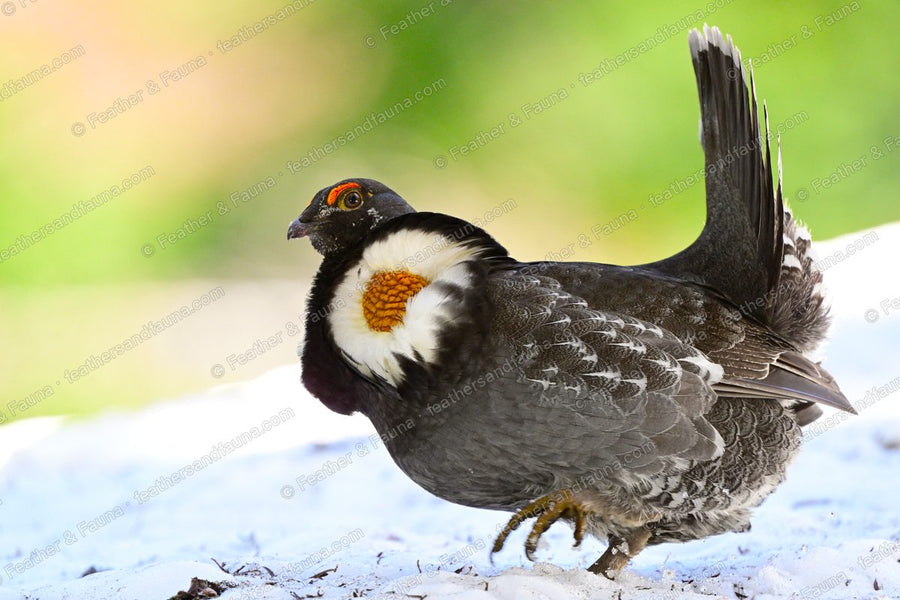 Male Sooty Grouse displaying with fanned tail and exposed yellow neck sac.