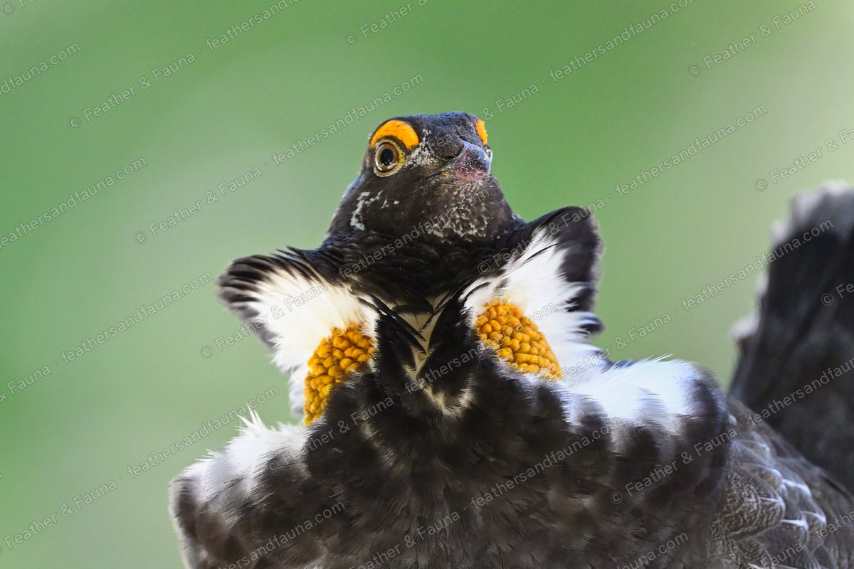 Male Sooty Grouse displaying head-on, showing paired yellow neck sacs and orange eye combs.