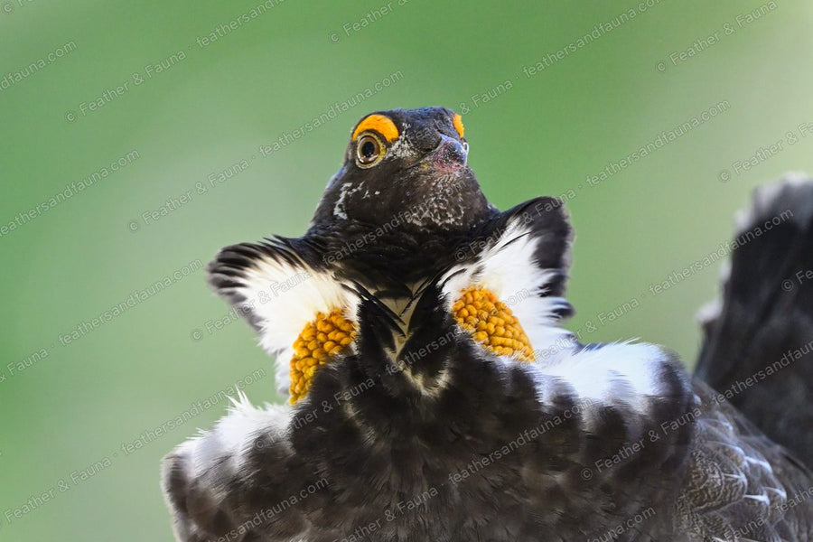 Male Sooty Grouse displaying head-on, showing paired yellow neck sacs and orange eye combs.