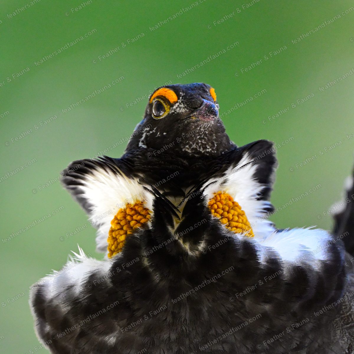 Close-up of a displaying male Sooty Grouse with bared yellow neck sacs and orange eye combs.