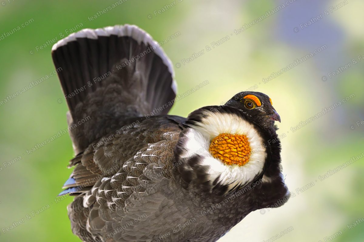 Displaying male Sooty Grouse with one wing raised and a bared yellow neck sac.