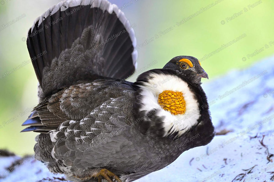 Male Sooty Grouse displaying on a pale log with fanned tail and bared yellow neck sac.