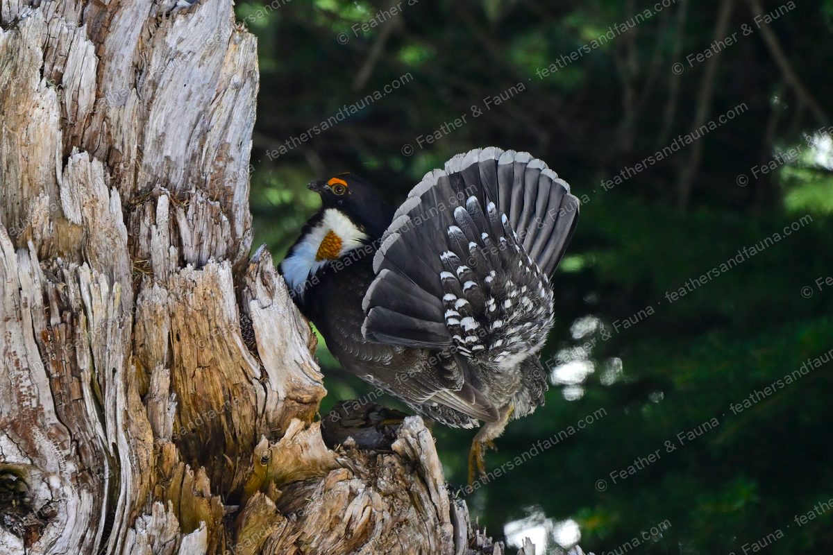 Displaying male Sooty Grouse on a stump with a fanned tail and bared yellow neck sac.