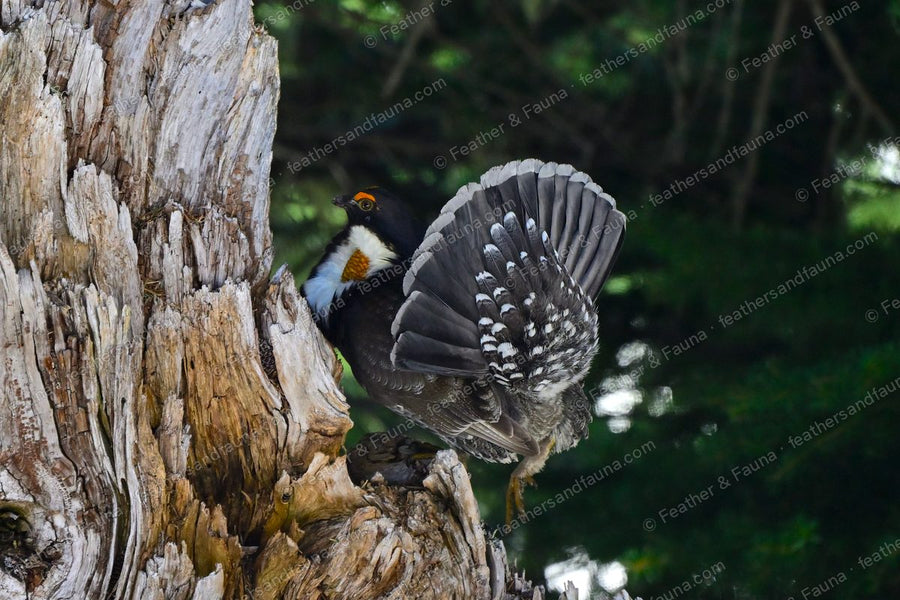 Displaying male Sooty Grouse on a stump with a fanned tail and bared yellow neck sac.