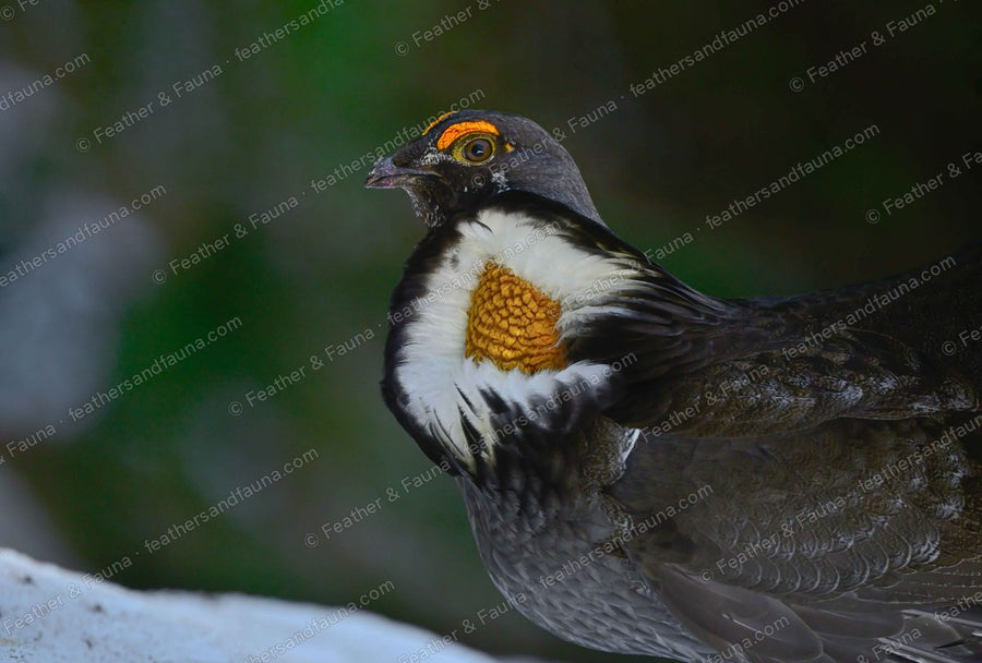 Close-up of a displaying male Sooty Grouse with a bared yellow neck sac and orange eye comb.