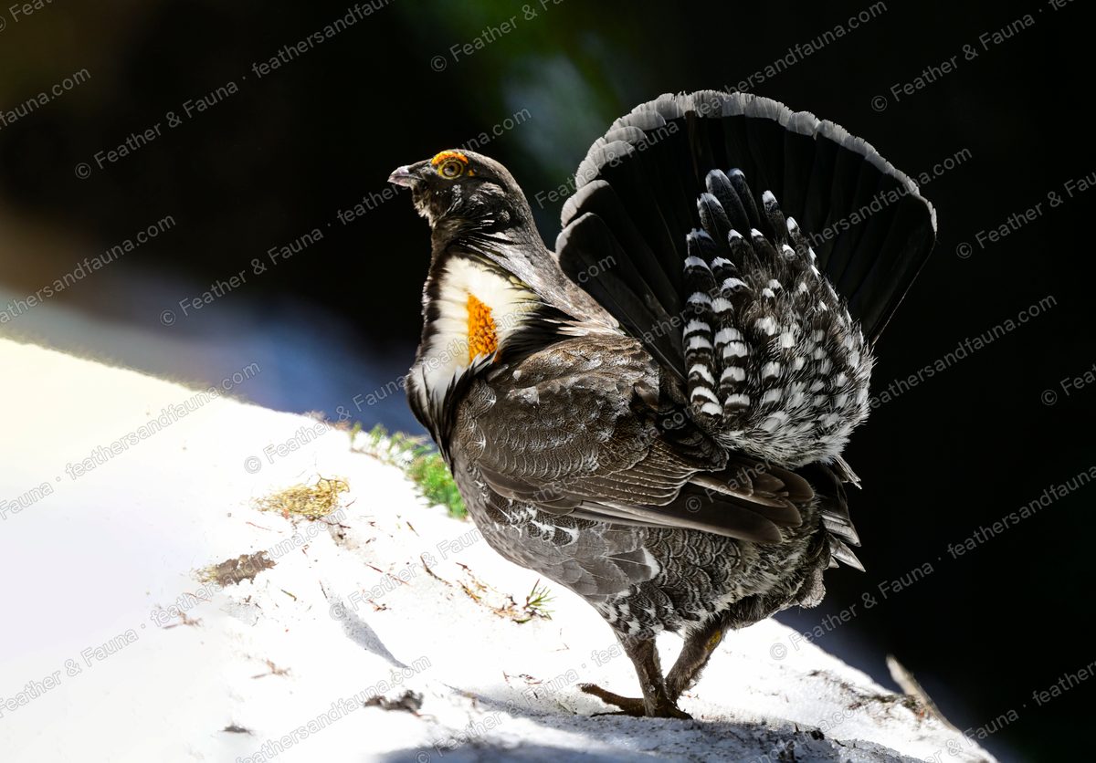 Displaying male Sooty Grouse on a snowy log, tail fanned and yellow neck sac bared.