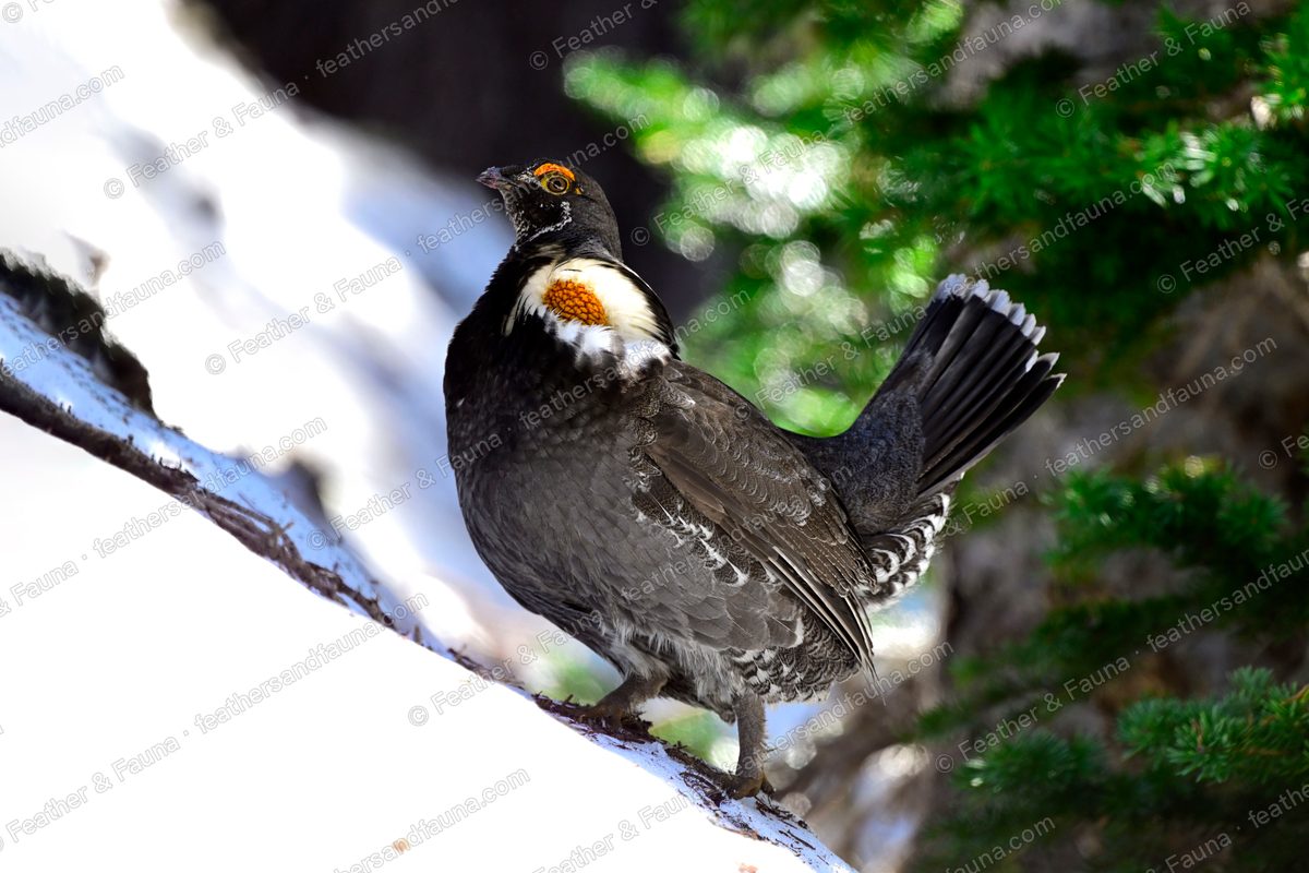 Displaying male Sooty Grouse on a snowy branch, fanned tail and bared yellow neck sac.