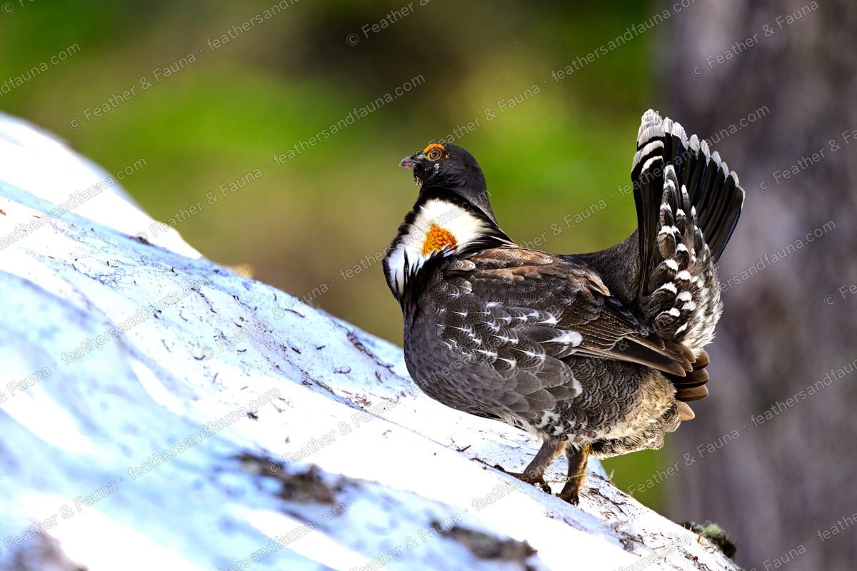 Displaying male Sooty Grouse from behind on a log, fanned spotted tail and bared yellow neck sac.
