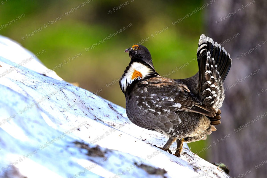Displaying male Sooty Grouse from behind on a log, fanned spotted tail and bared yellow neck sac.