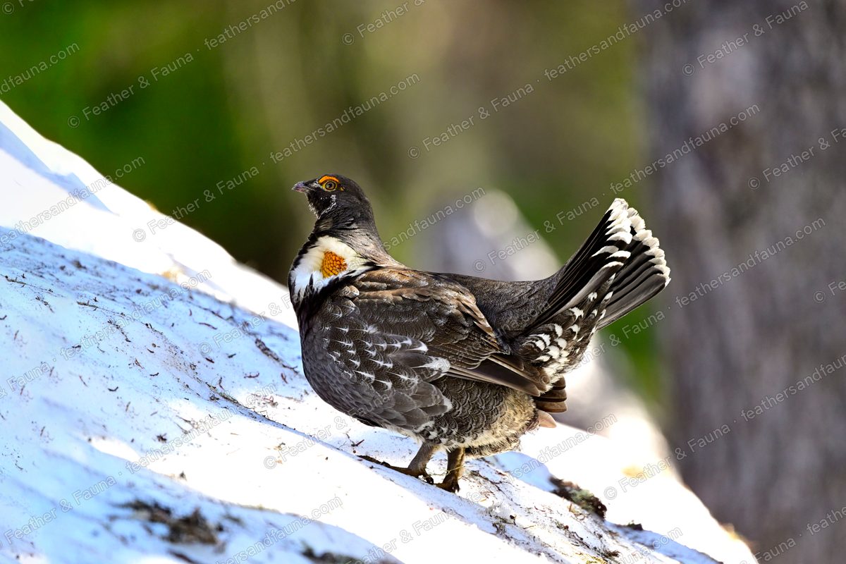 Displaying male Sooty Grouse on a snowy log with a fanned tail and yellow neck sac.