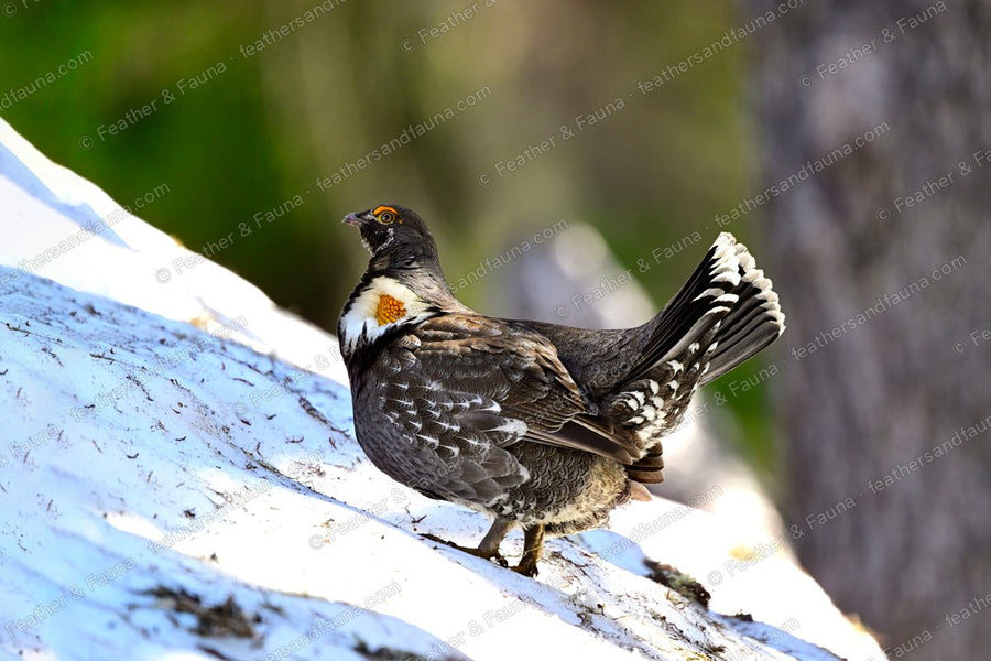 Displaying male Sooty Grouse on a snowy log with a fanned tail and yellow neck sac.