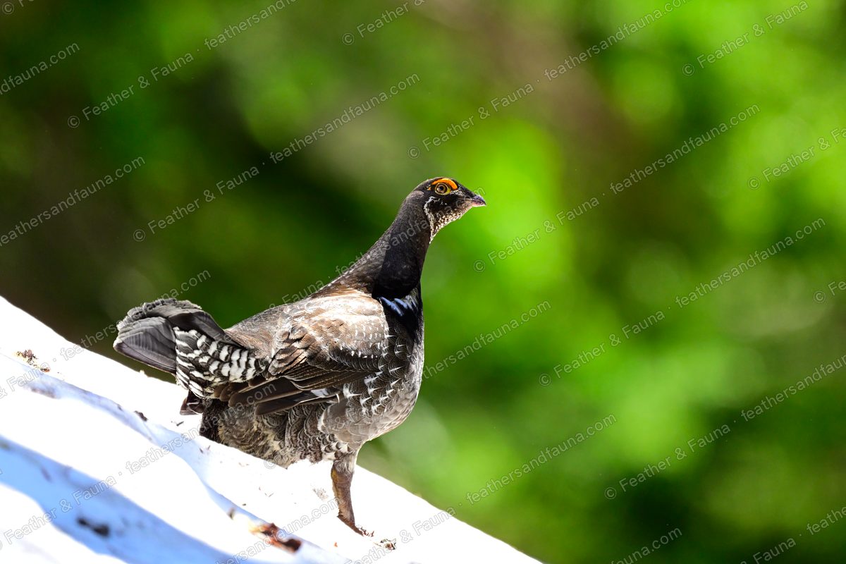 Displaying male Sooty Grouse in profile on a bleached log, tail fanned.