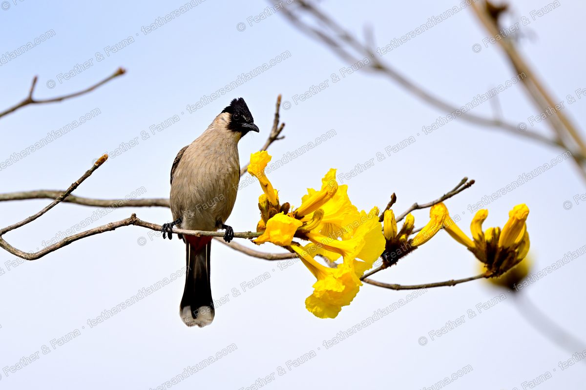 Sooty-headed Bulbul on a bare branch beside yellow trumpet-tree flowers.