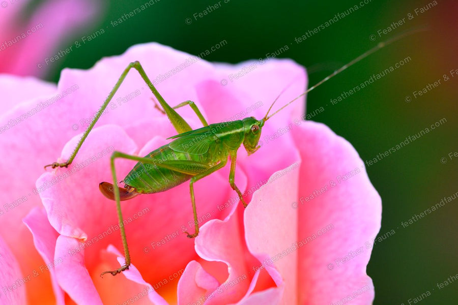 Green bush-cricket on the petals of a pink rose.