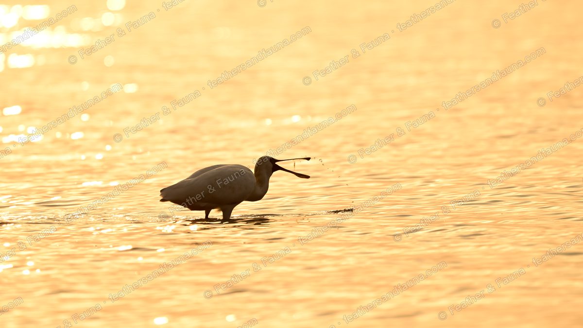 Spoonbill wading and feeding in golden backlit water, droplets flying from its bill.