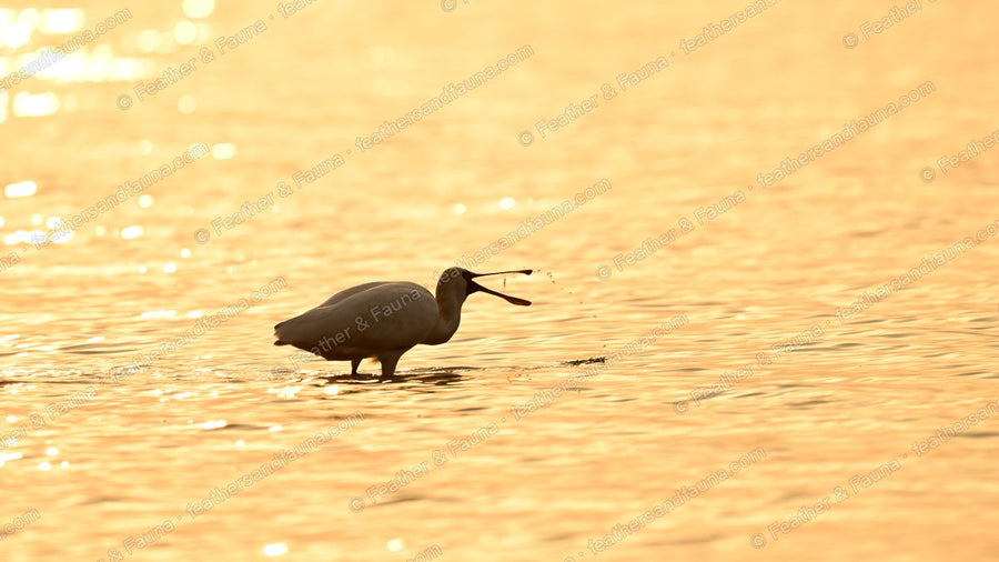 Spoonbill wading and feeding in golden backlit water, droplets flying from its bill.
