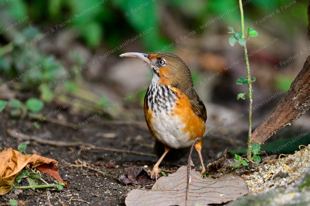 Spot-breasted Scimitar Babbler with a black-spotted breast and long curved bill on the forest floor.