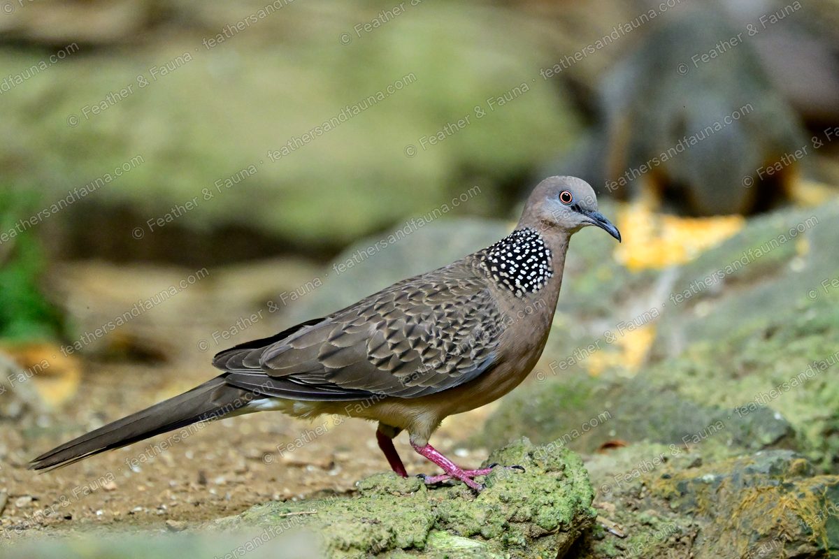 Spotted Dove with a white-spotted black neck patch standing on a rock.