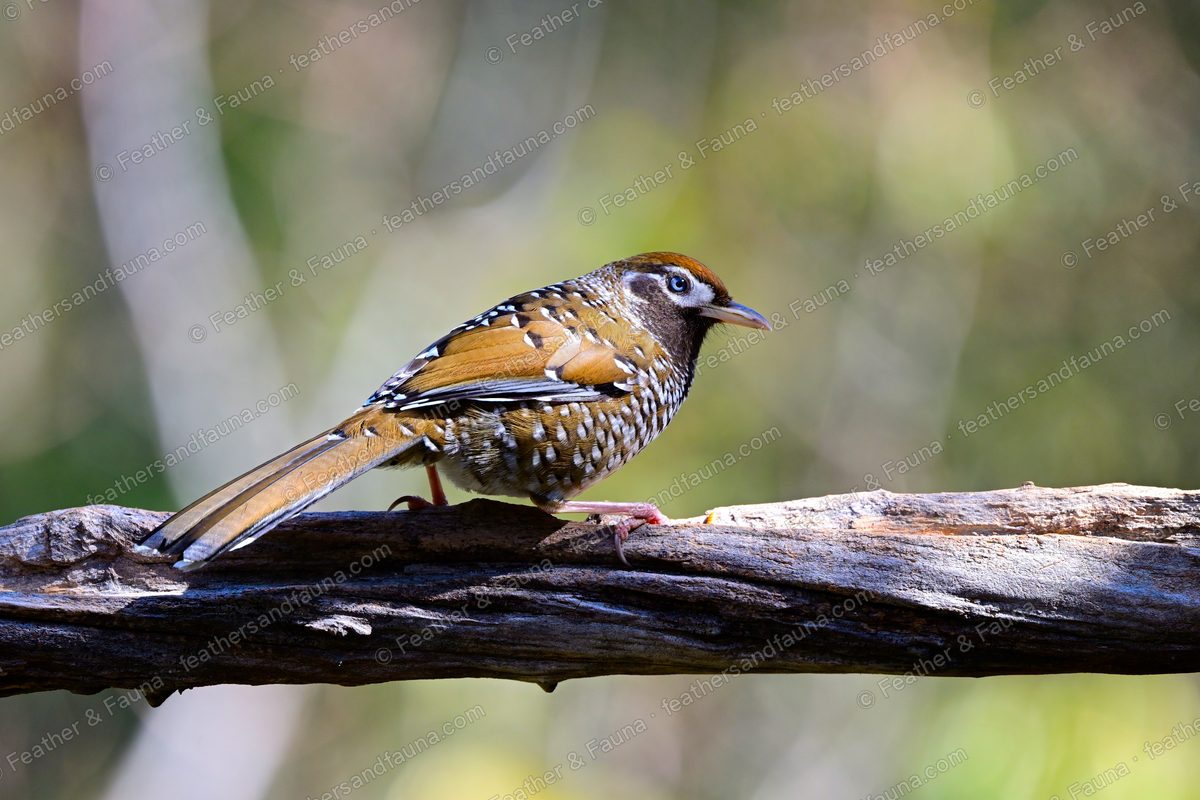 Spotted Laughingthrush with white-spotted upperparts and a rufous crown on a bleached log.