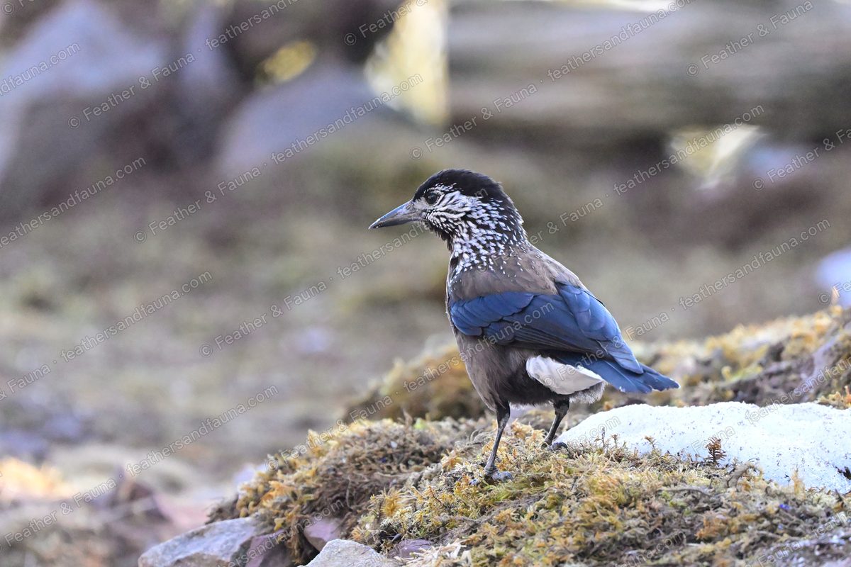 Spotted Nutcracker with white-spotted brown plumage on alpine turf near snow.