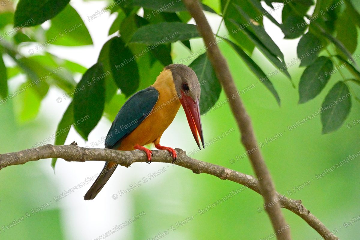 Stork-billed Kingfisher with a huge red bill perched on a shaded branch.