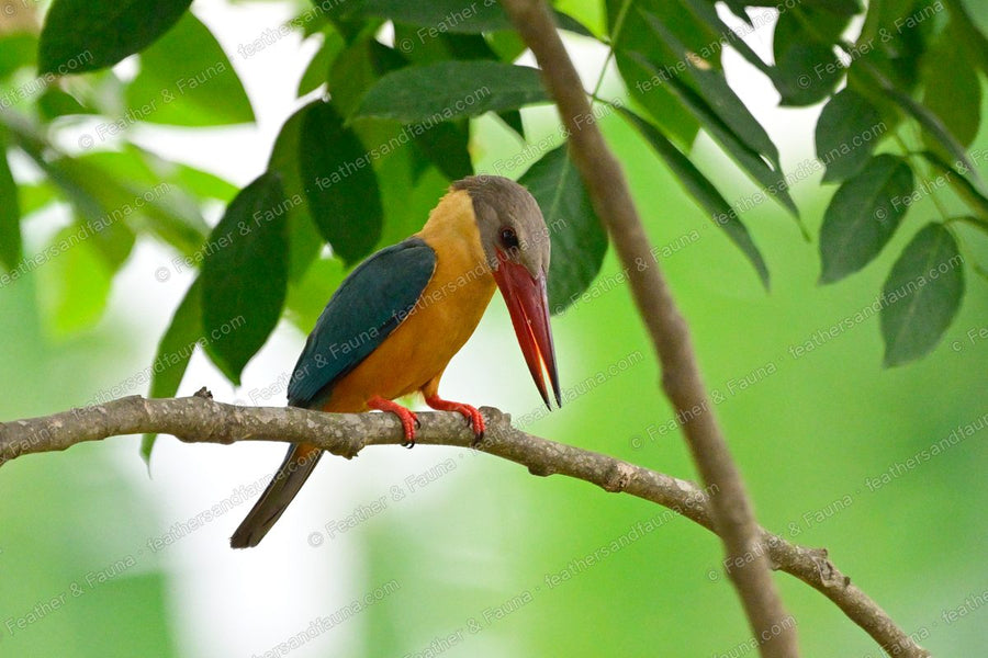 Stork-billed Kingfisher with a huge red bill perched on a shaded branch.