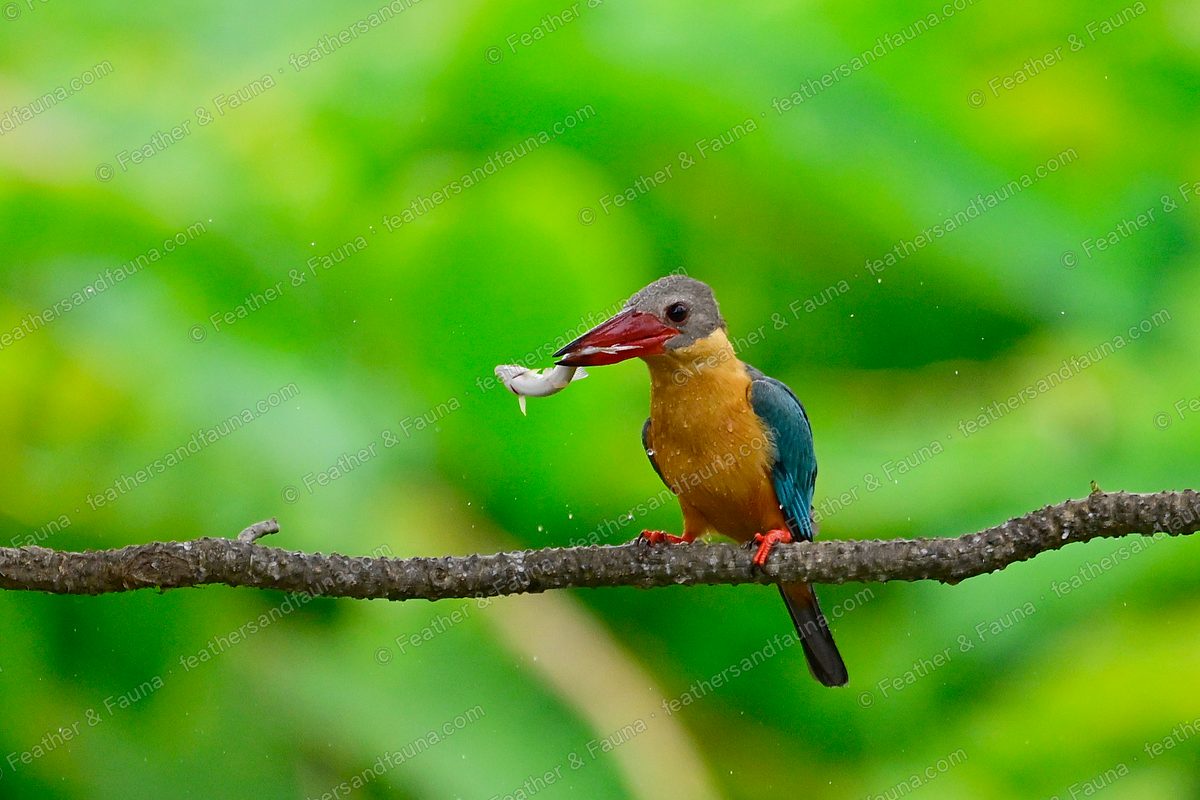 Stork-billed Kingfisher with a fish held crosswise in its large red bill.
