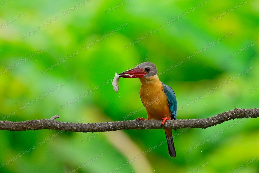 Stork-billed Kingfisher gripping a fish at the tip of its huge red bill.