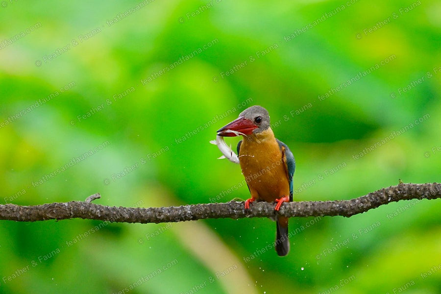 Stork-billed Kingfisher on a branch with a small fish in its large red bill, dripping water.