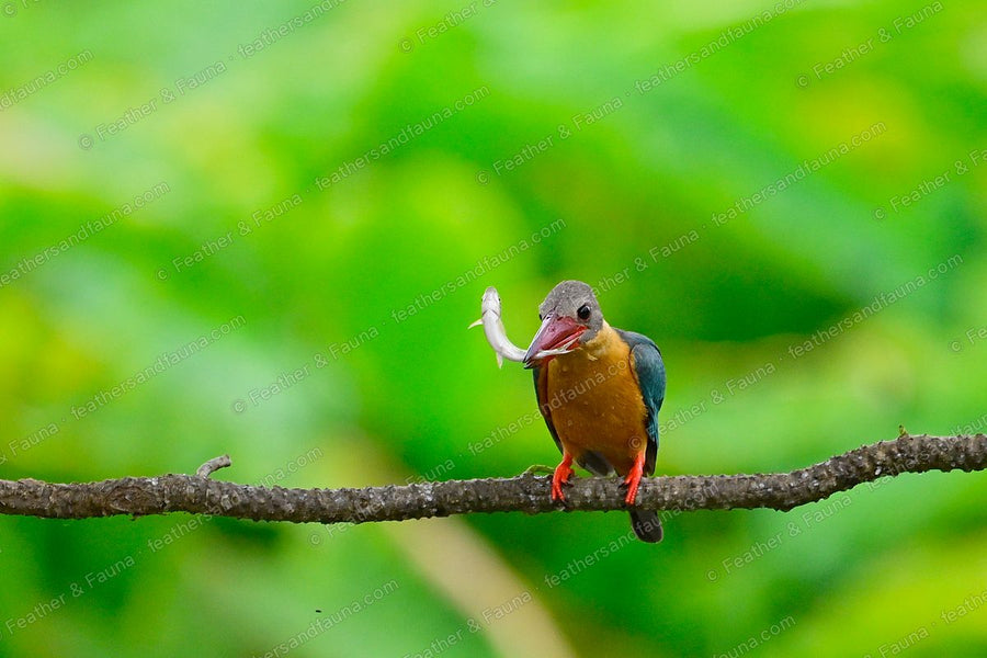 Stork-billed Kingfisher flicking a fish up off its large red bill on a branch.