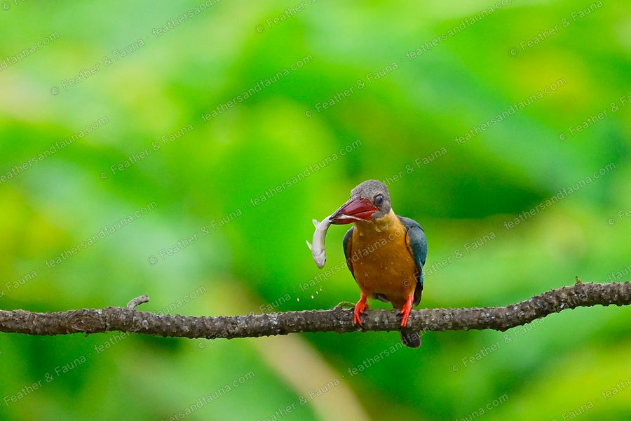 Stork-billed Kingfisher with a fish crosswise in its large red bill, dripping water.