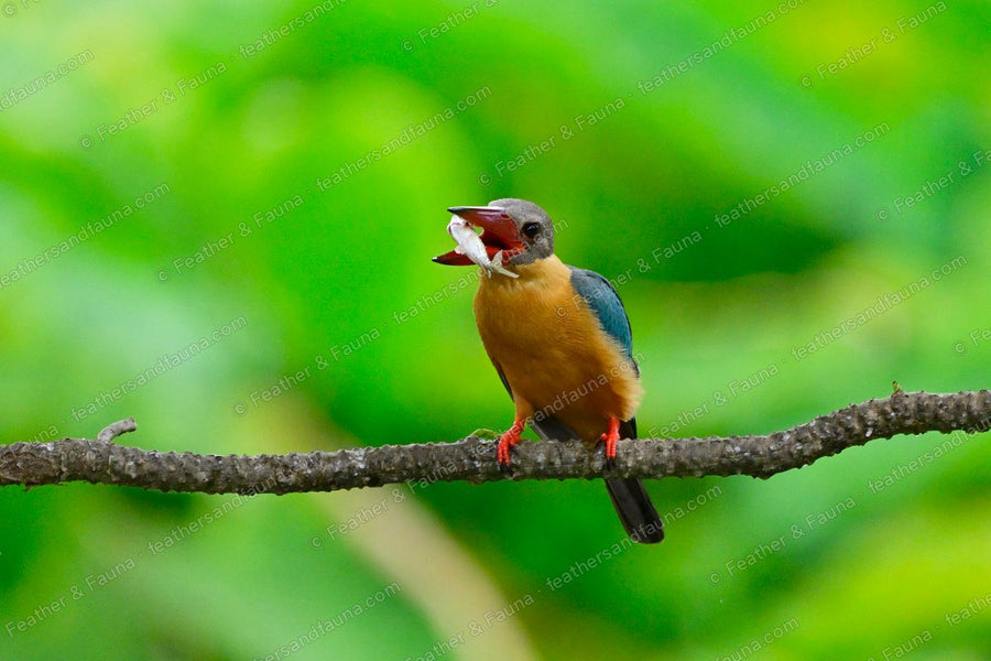 Stork-billed Kingfisher with its large red bill open around a fish on a branch.