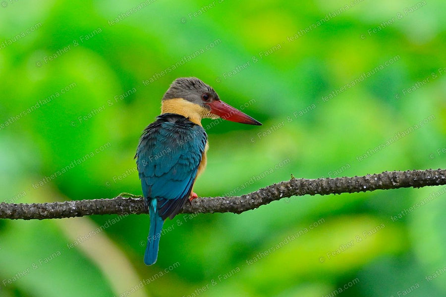 Stork-billed Kingfisher from behind on a branch, blue-green back and long red bill.