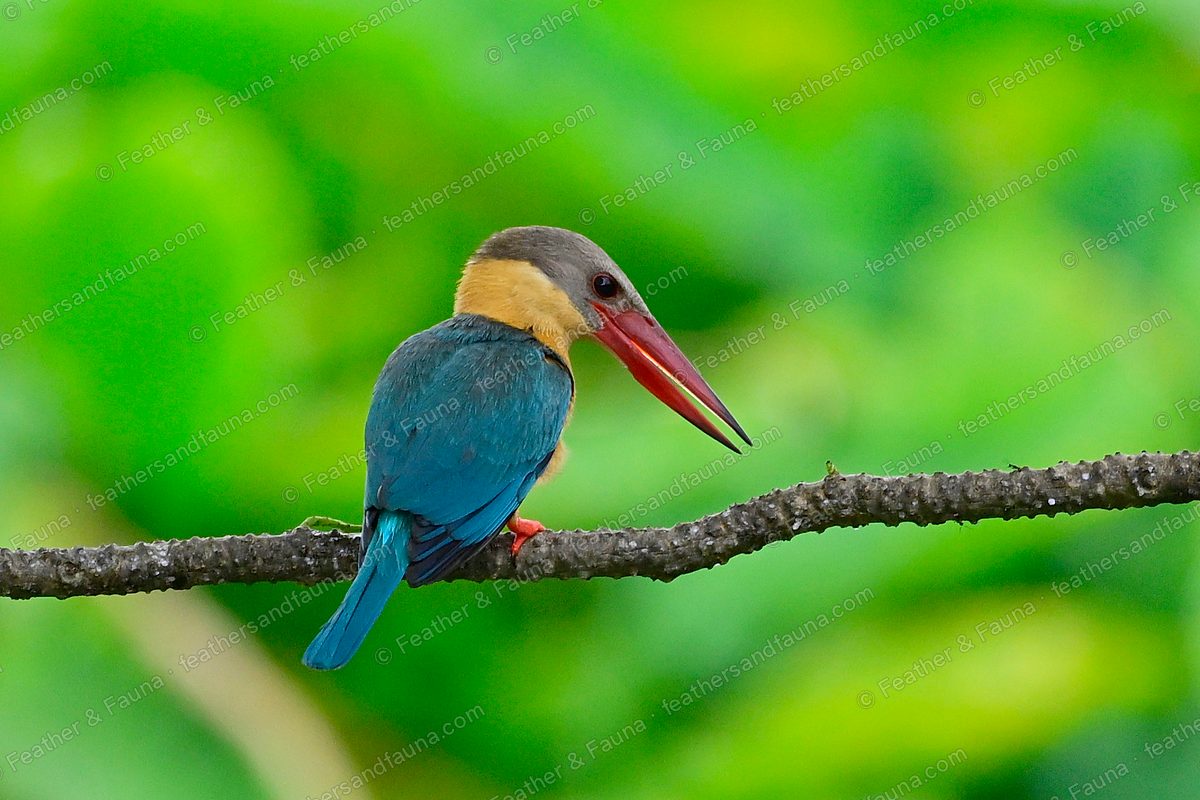 Stork-billed Kingfisher from behind on a branch, blue-green back and open red bill.