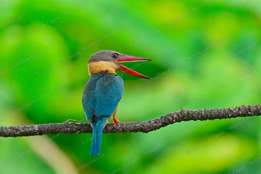 Stork-billed Kingfisher from behind on a branch with its large red bill open.