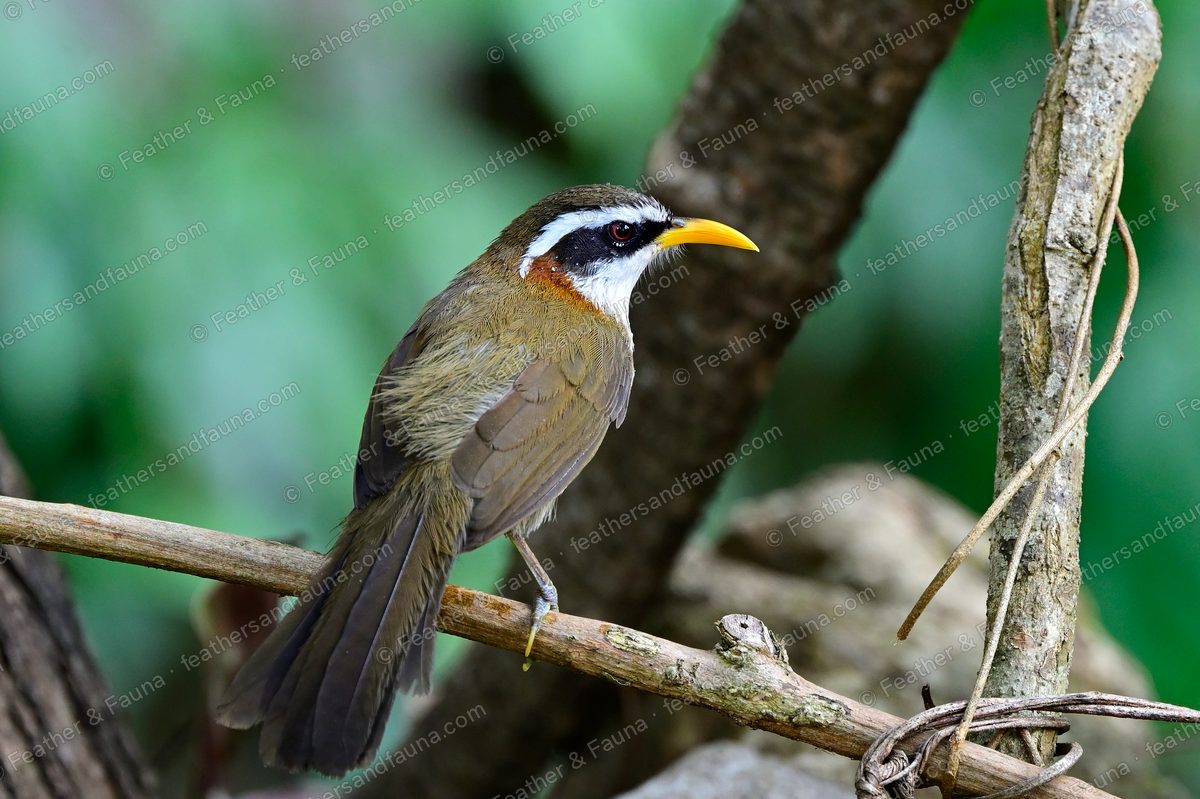 Streak-breasted Scimitar Babbler with a white eyebrow and curved bill on a bare branch.
