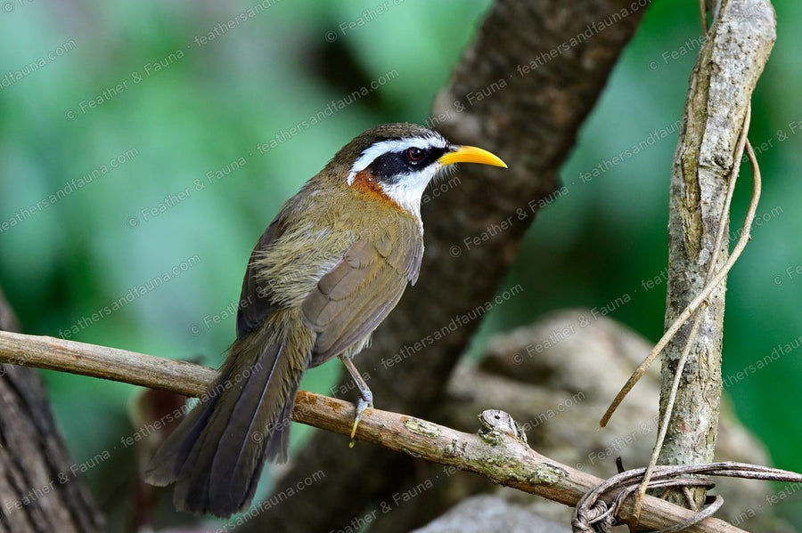 Streak-breasted Scimitar Babbler with a white eyebrow and curved bill on a bare branch.