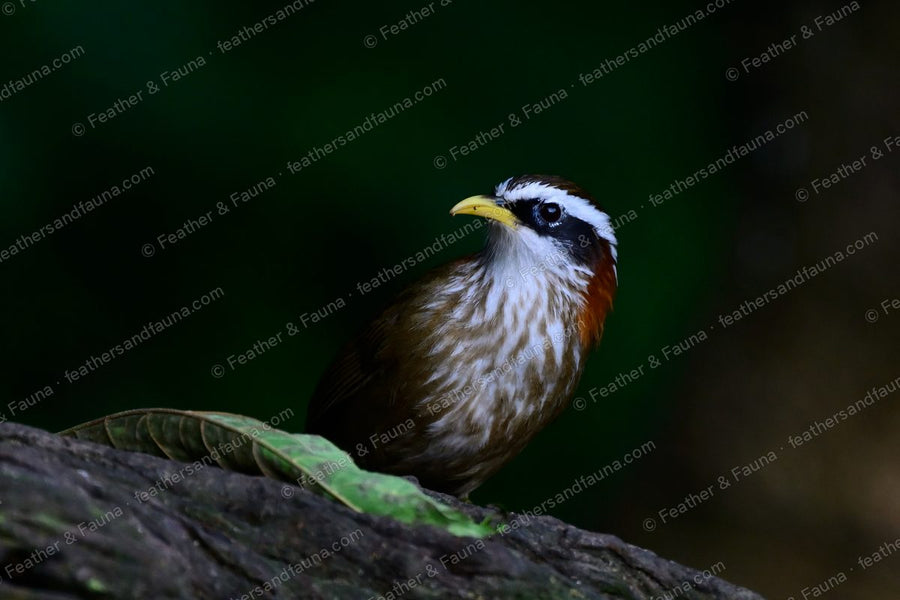 Streak-breasted Scimitar Babbler with a white eyebrow and rufous neck patch on a mossy log.