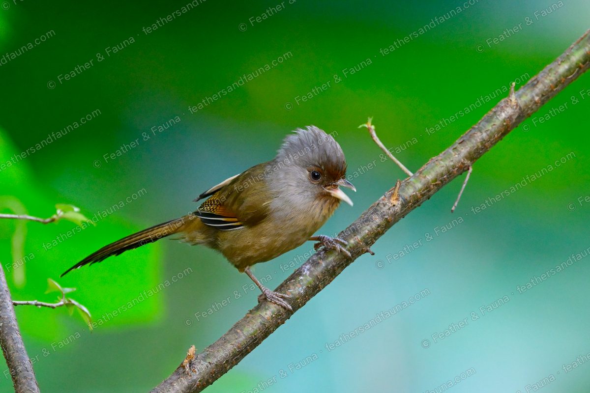 Streak-throated Barwing with a grey crest and barred wings calling on a branch.