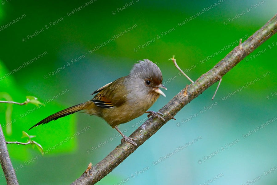 Streak-throated Barwing with a grey crest and barred wings calling on a branch.