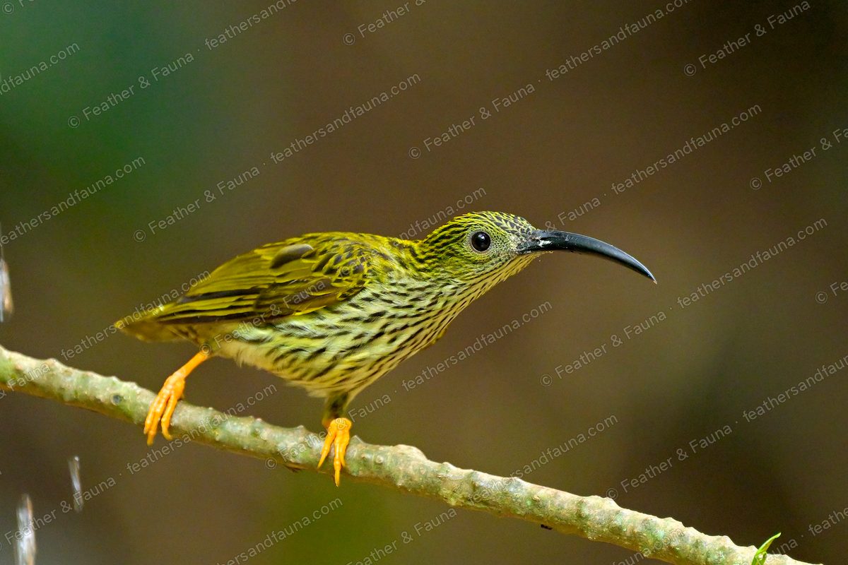 Streaked Spiderhunter with streaky plumage and a long curved bill on a branch, orange legs.