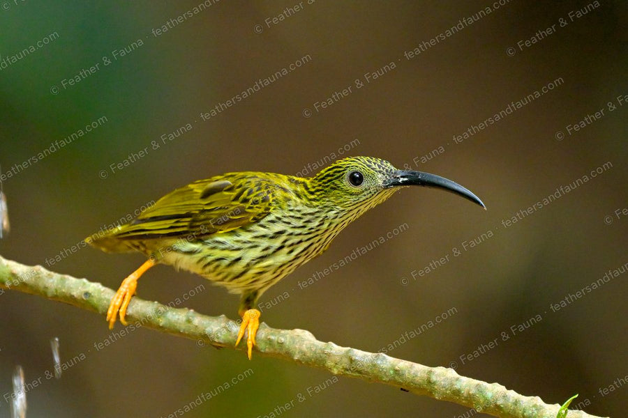 Streaked Spiderhunter with streaky plumage and a long curved bill on a branch, orange legs.