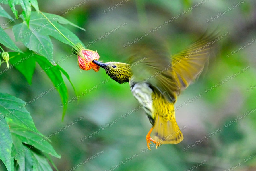 Streaked Spiderhunter hovering at a red flower, wings blurred, long bill inserted.