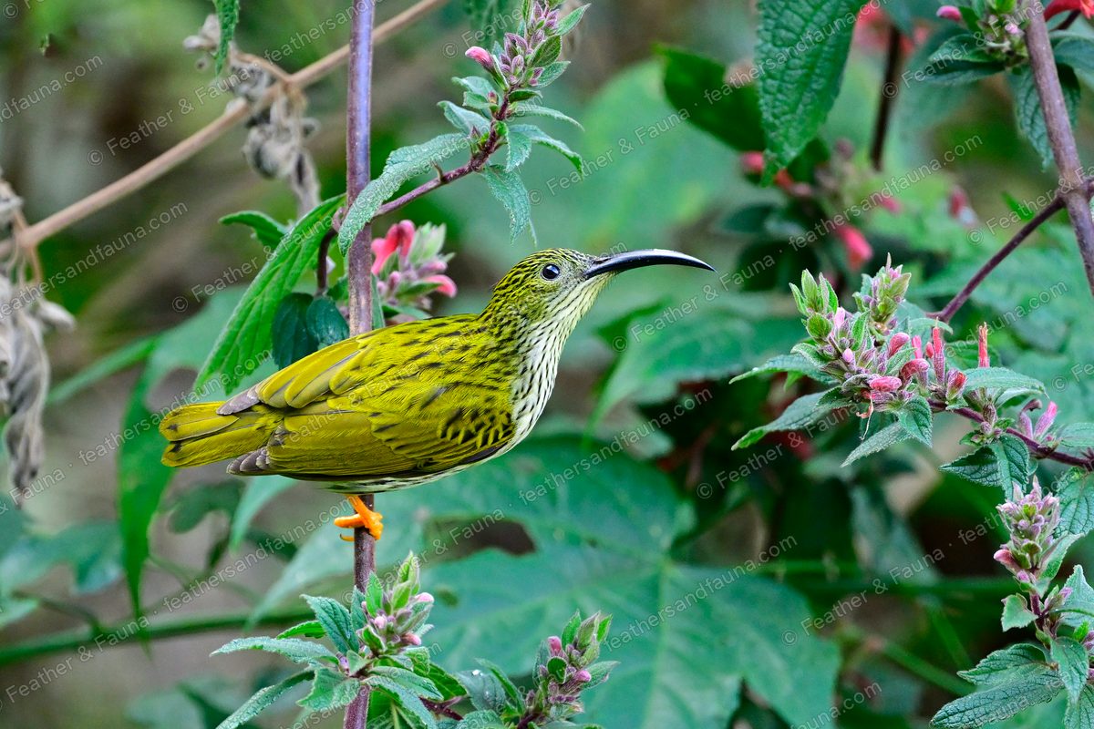 Streaked Spiderhunter with streaky plumage among pink flowers, long curved bill.