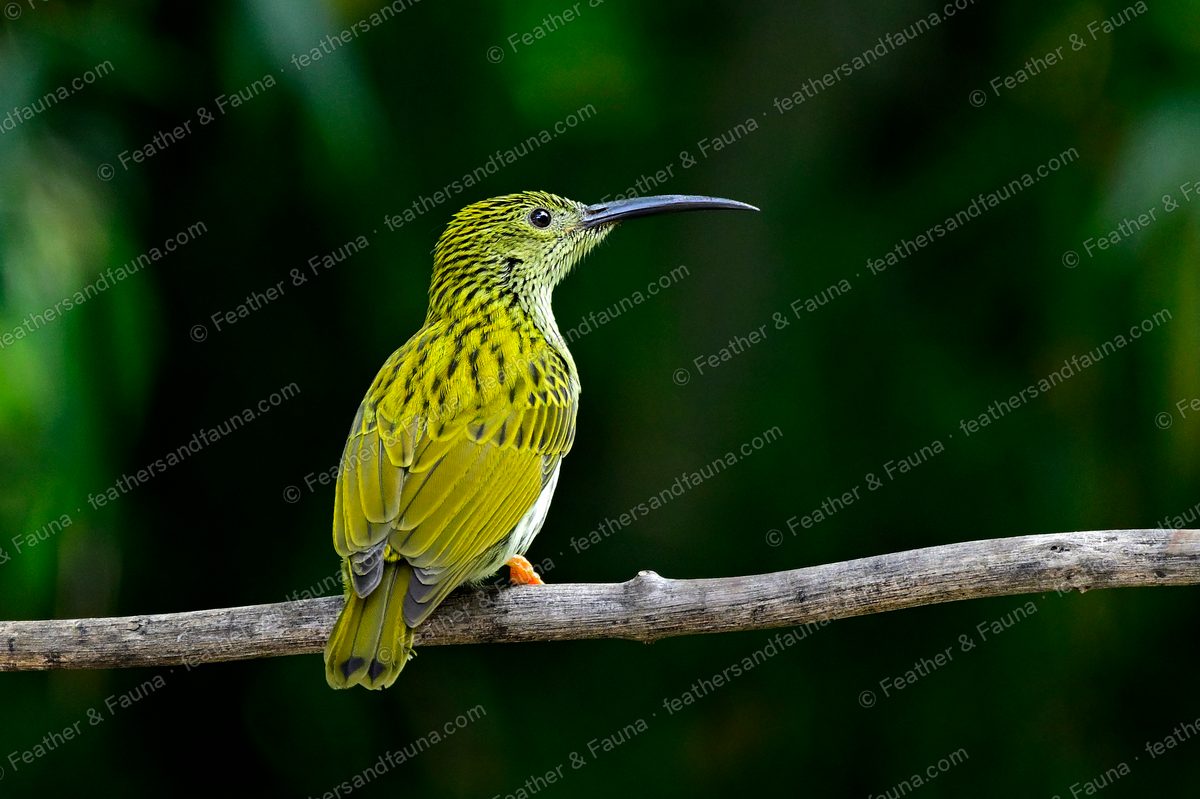 Streaked Spiderhunter with streaky plumage and a long curved bill on a branch against black.